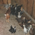 chicks0632005