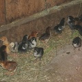 chicks51605