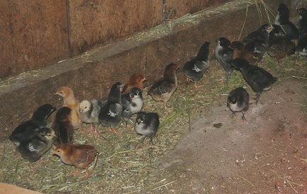 chicks51605