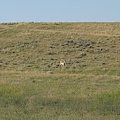 antelope2