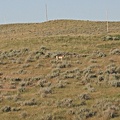 antelope3