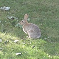 bunny1.jpg