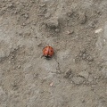 ladybug2.jpg