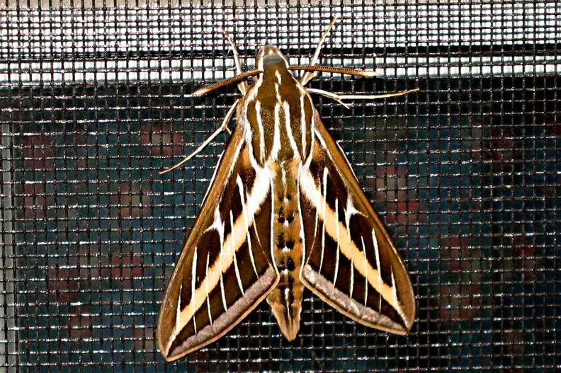 moth08152007.jpg