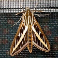 moth08152007.jpg