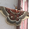 moth 001