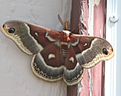 moth 001