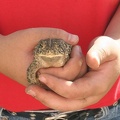 toad1