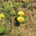 cactus06142006