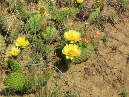 cactus06142006
