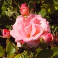 pinkrose06182007