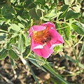 rosebee