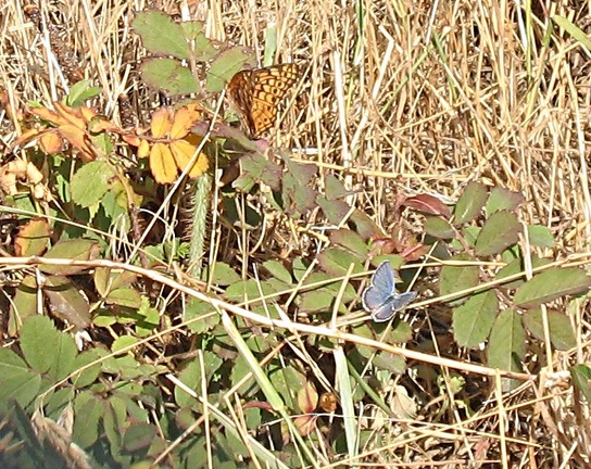 twobutterflies