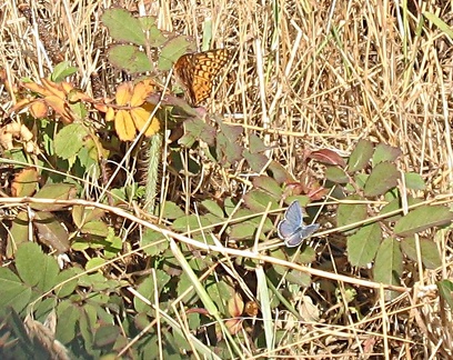 twobutterflies