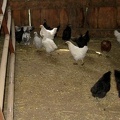 chicks06182007