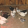 chicks5