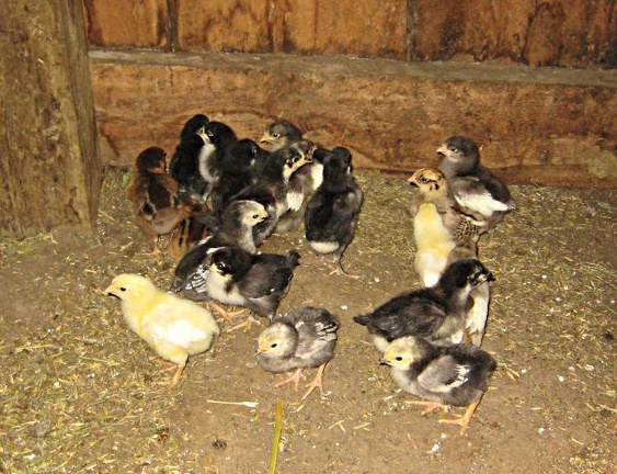 chicks514