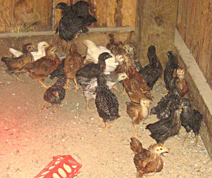 chicks919.jpg