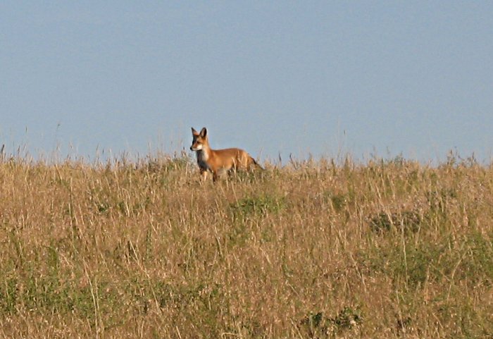 fox2006