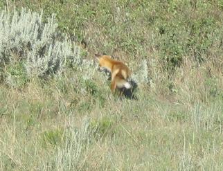 fox5.jpg